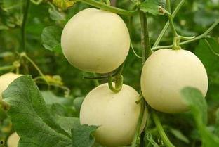 吃瓜网是真的,真相与谣言的交织之地