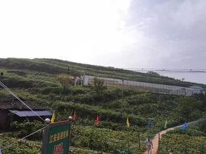 下峪口网红吃瓜事件真相,真相背后的网络狂欢