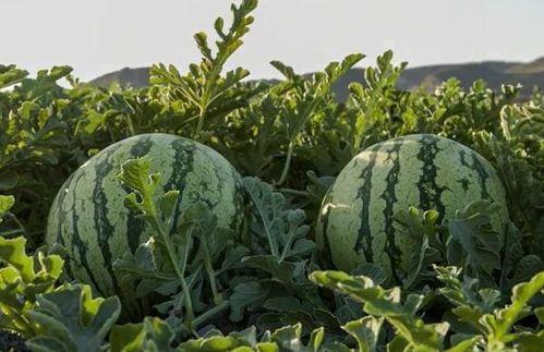 吃瓜网红徐州,揭秘娱乐圈幕后故事