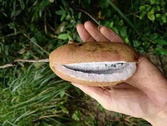 网红野果八月瓜怎么吃,网红野果的多样食法探索