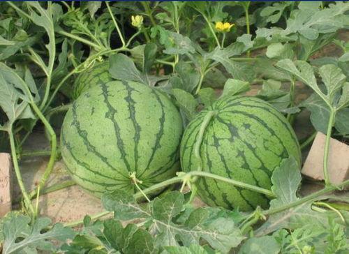 山西吃瓜事件网红